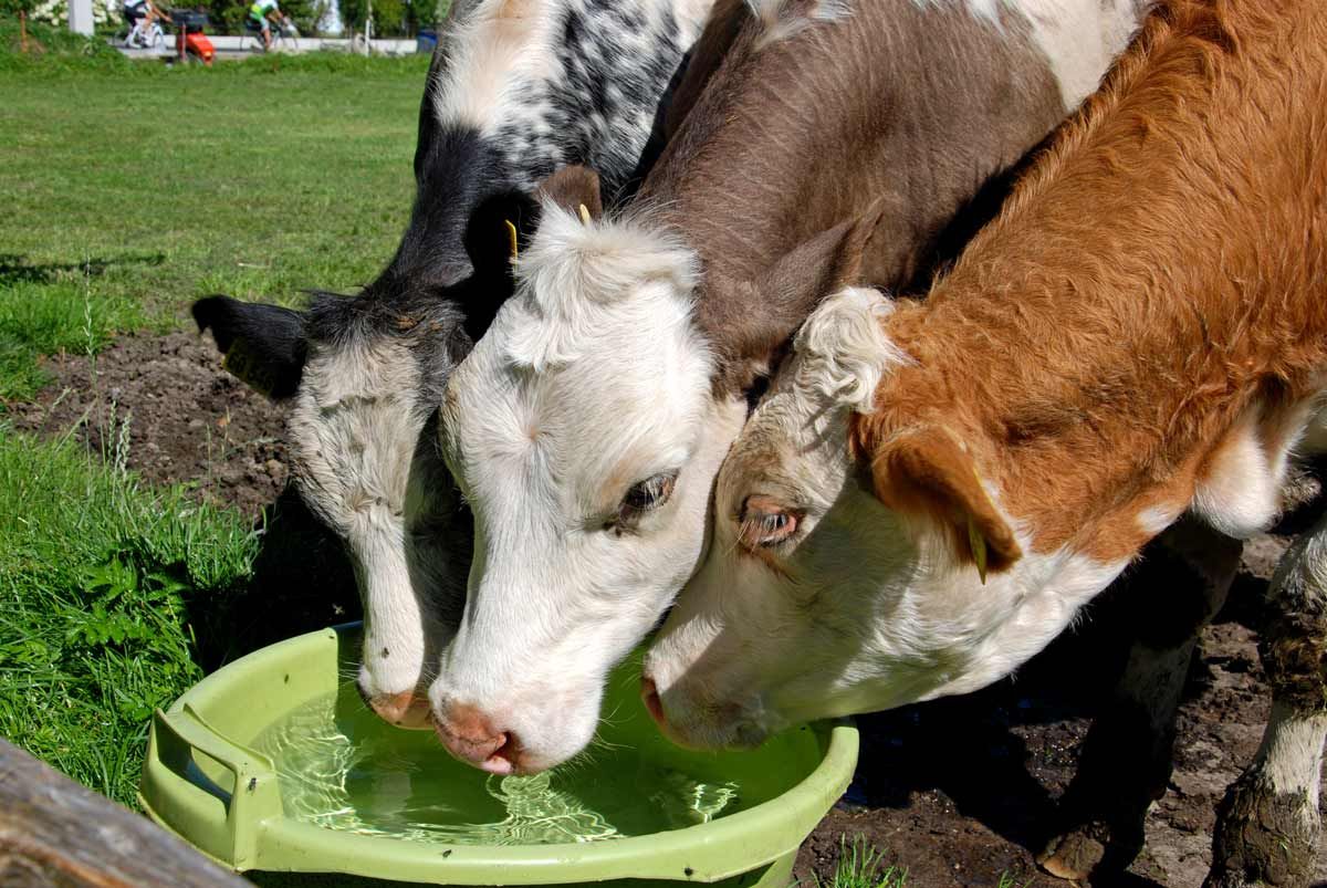 Rinder tinken aus einer Wanne