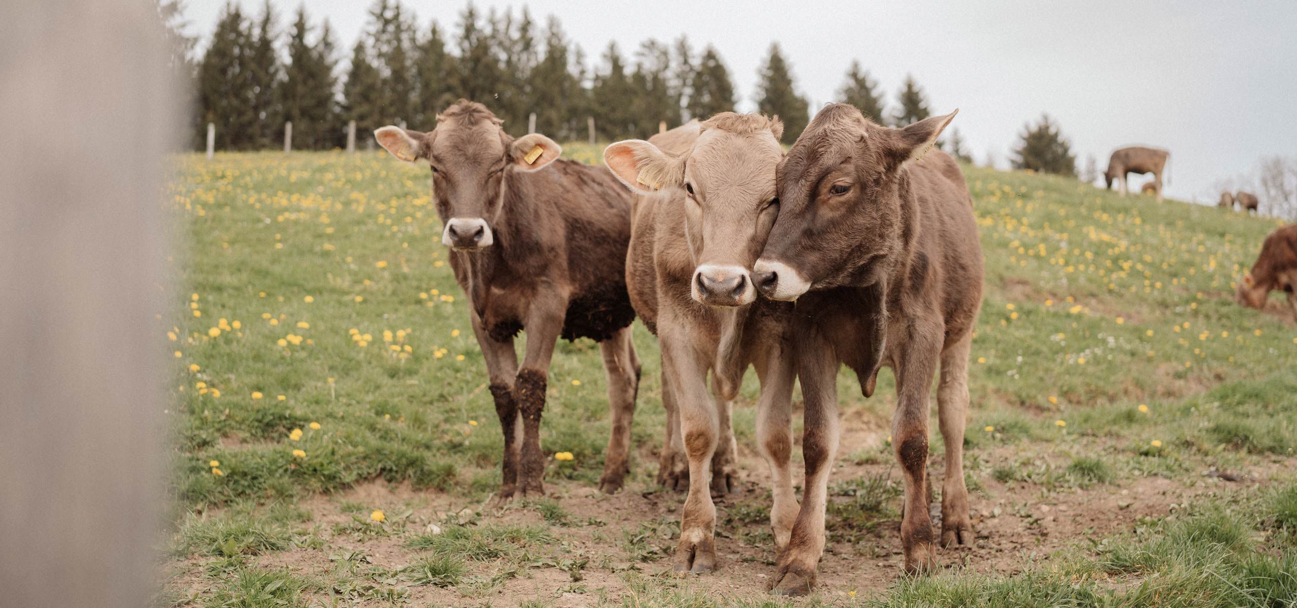 Urlaub auf dem Ferienhof Mair in Immenstadt im Allgäu