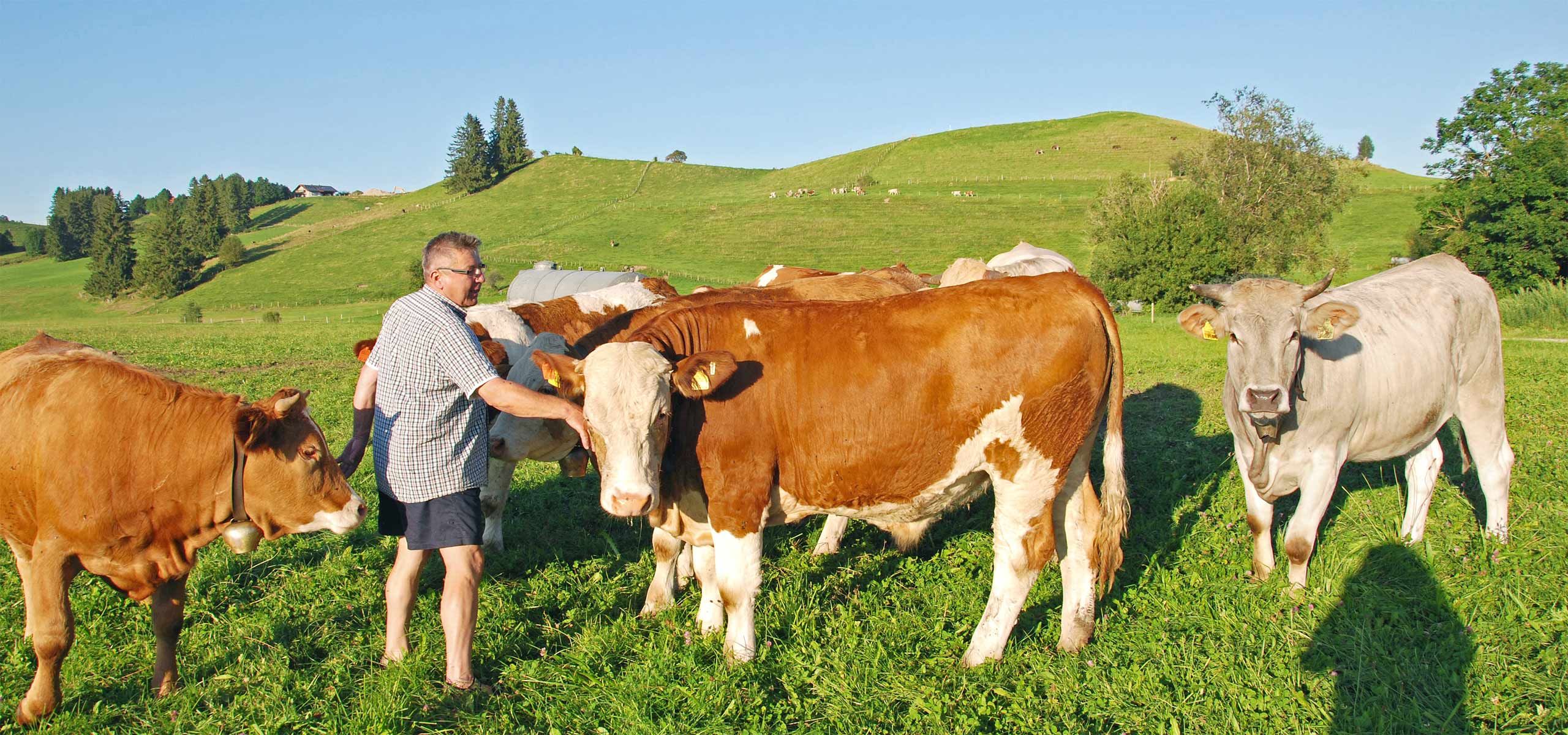 Anton Steiner auf der Weide mit seinen Rindern 