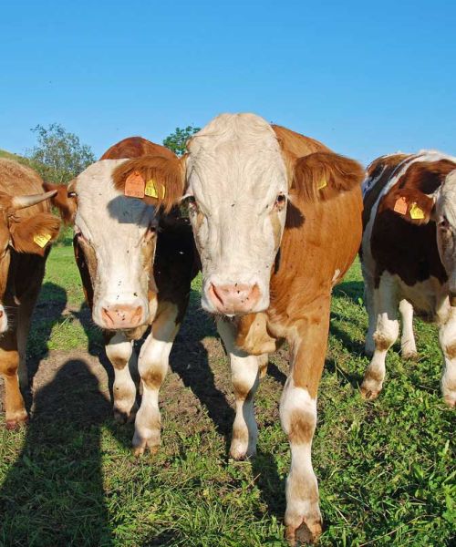 Ochsen auf der Wiese