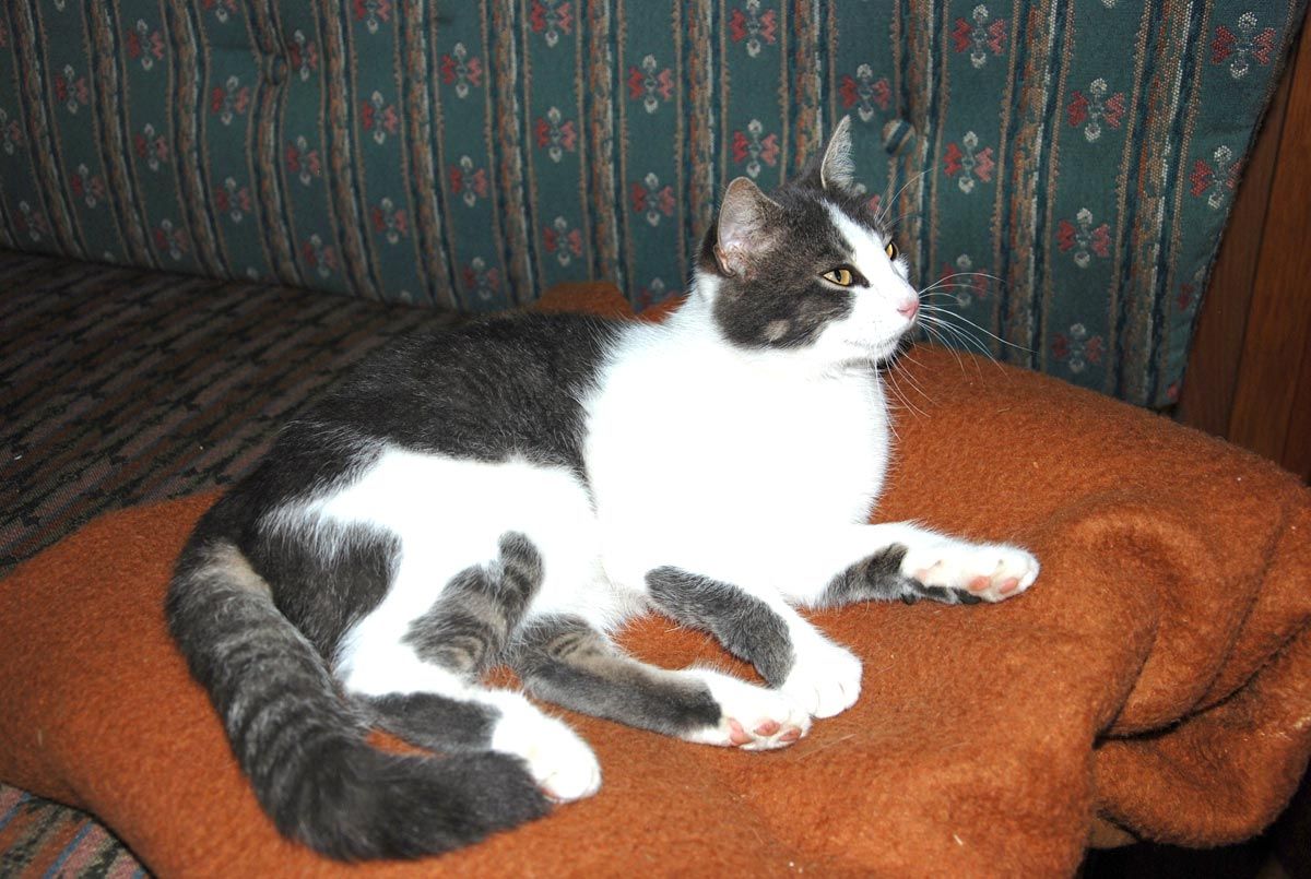 Unsere süße Katze zum streicheln