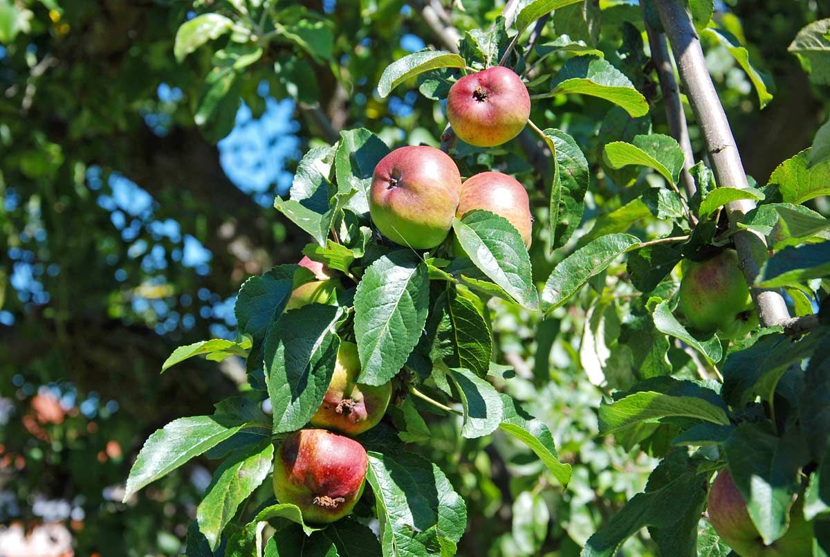Frische Äpfel vom eigenen Baum