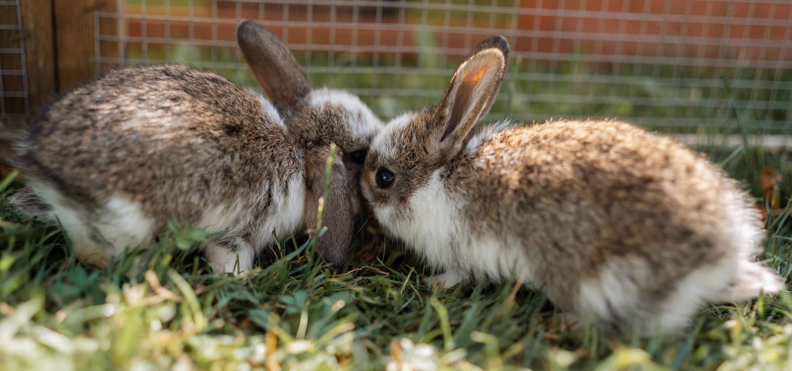Urlaub auf dem Ferienhof Mair in Immenstadt im Allgäu